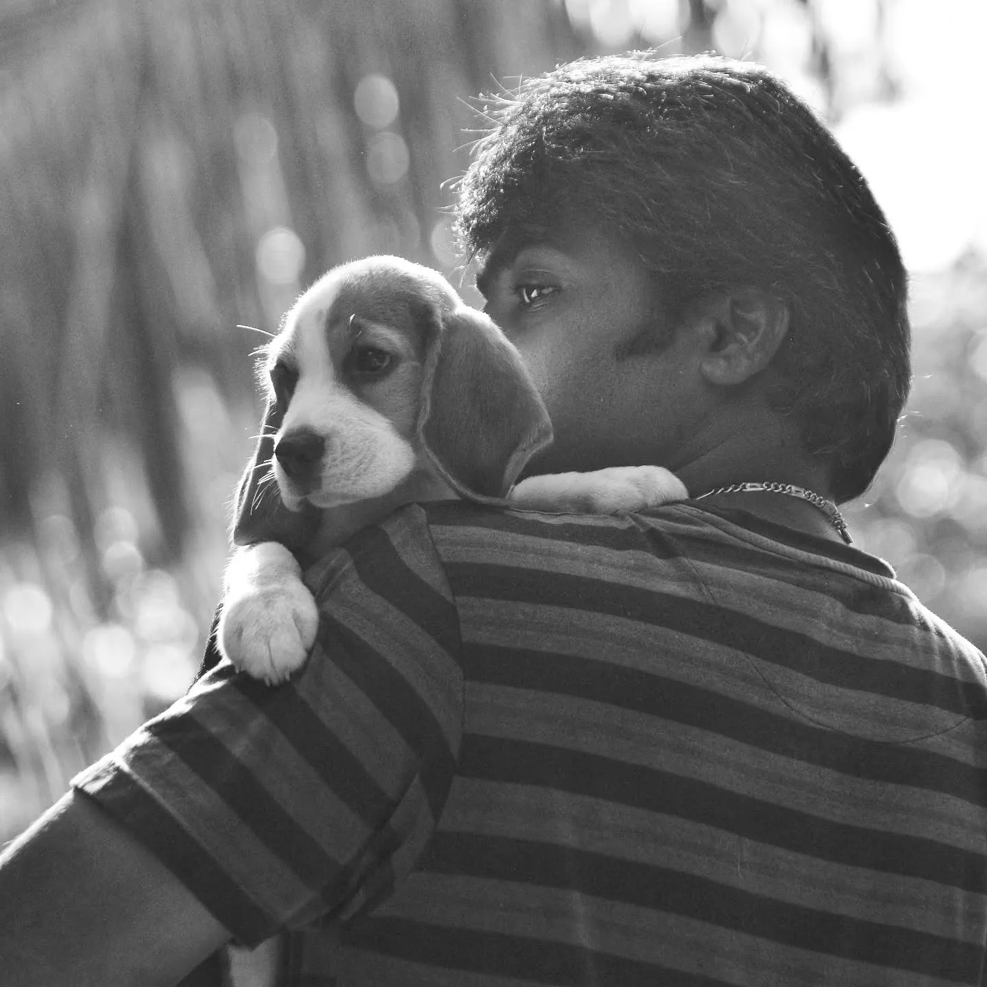 Sivanesan Beagle Breeder with his beagle pup